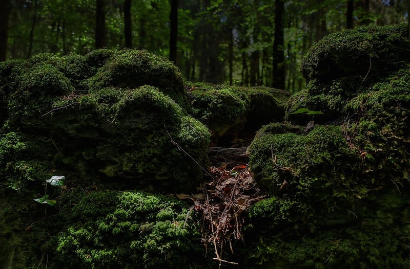 Enchanted Forest Groves